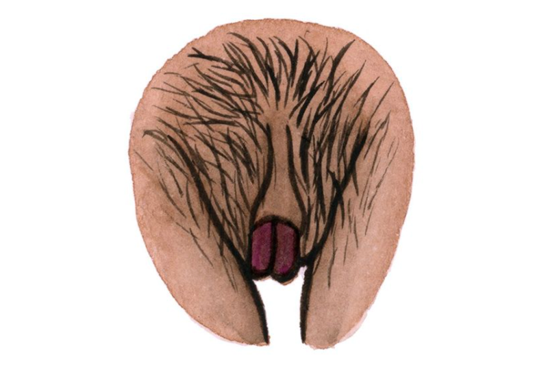 Ilustração da The Vulva Gallery